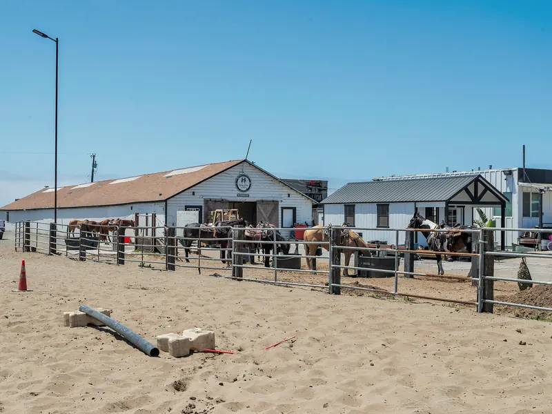 A sand arena with saddled horses at the rail and the white barn behind