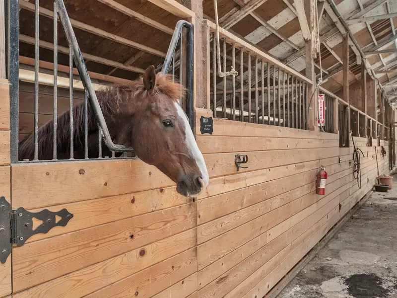 A chestnut horse with a white blaze looking out of her stall in a long wooden barn